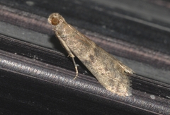 Ephestia woodiella