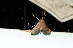 Piletocera macroperalis