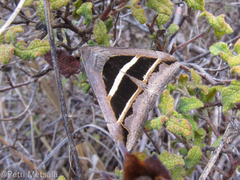 Grammodes bifasciata