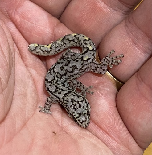 Southern Marbled Gecko, Coolooli Ct, Ringwood East, VIC, AU, photo 9 of 10