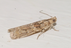 Ancylosis oblitella