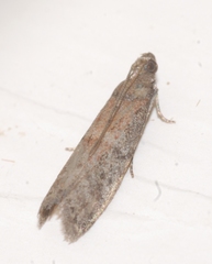 Ephestia woodiella