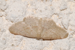 Idaea belemiata