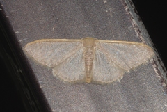 Idaea distinctaria