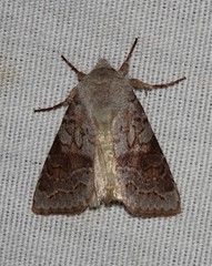 Orthosia revicta