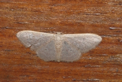 Idaea distinctaria