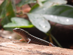 Concinnia sokosoma