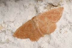 Idaea belemiata