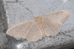 Idaea distinctaria