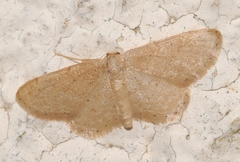 Idaea belemiata