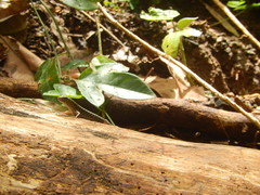Concinnia sokosoma