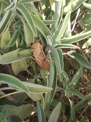 Acanthacris ruficornis