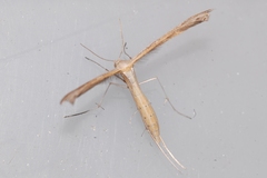 Stenoptilia aridus