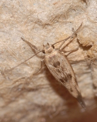 Scythris limbella