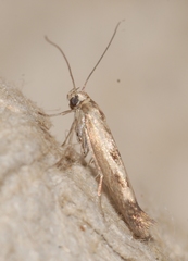 Scythris limbella