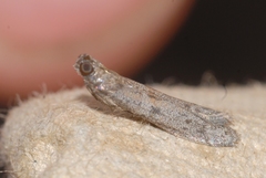 Cadra figulilella
