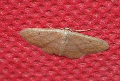 Idaea belemiata