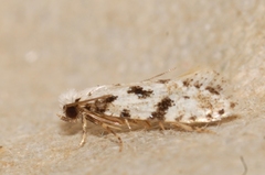 Nemapogon nevadella