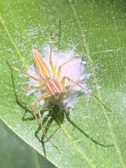 Oxyopes kohaensis