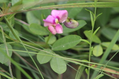 Sphenostylis angustifolia
