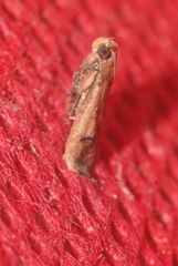 Metallostichodes nigrocyanella