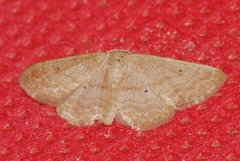 Idaea belemiata