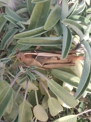 Acanthacris ruficornis