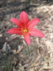 Zephyranthes