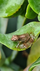 Litoria fallax