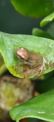 Litoria fallax