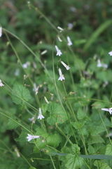 Lobelia pteropoda