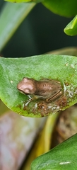 Litoria fallax