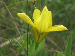 Iris arenaria