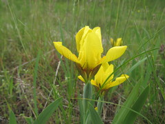 Iris arenaria