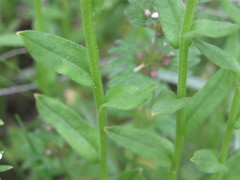 Buglossoides czernjajevii