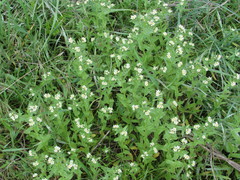 Buglossoides czernjajevii