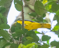 Oriolus chlorocephalus