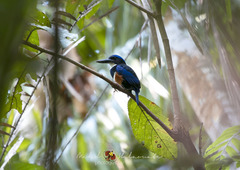 Todiramphus nigrocyaneus