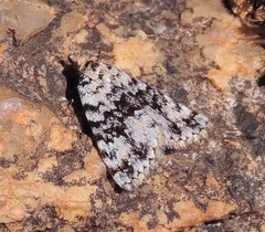 Dichromodes disputata