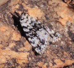 Dichromodes disputata