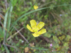 Ranunculus pedatus