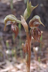 Pterostylis hamata
