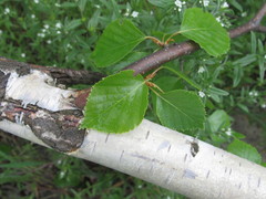 Betula × aurata