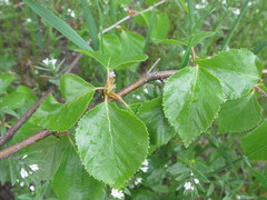 Betula × aurata