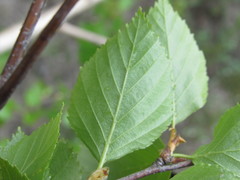 Betula × aurata