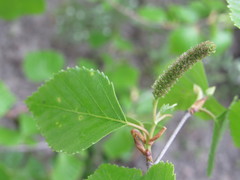 Betula × aurata