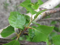 Betula × aurata