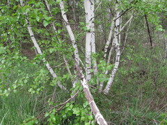 Betula × aurata