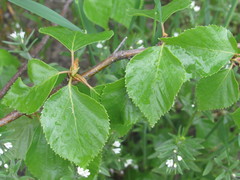 Betula × aurata