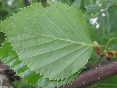Betula × aurata